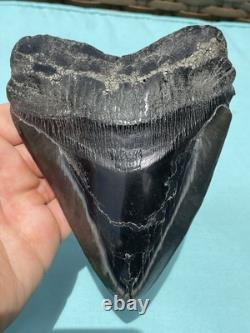 Megalodon Shark Tooth 5.85 Huge Specimen Polished With Pyrite Inlay