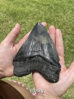 Megalodon Shark Tooth 5.85 Huge Specimen Polished With Pyrite Inlay