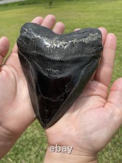 Megalodon Shark Tooth 5.85 Huge Specimen Polished With Pyrite Inlay