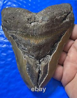 Megalodon Shark Tooth 5.85 Huge Teeth Scuba Diver Direct Fossil