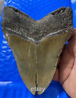 Megalodon Shark Tooth 5.85 Huge Teeth Scuba Diver Direct Fossil