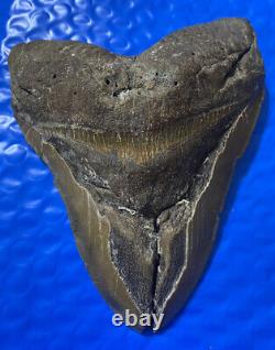 Megalodon Shark Tooth 5.85 Huge Teeth Scuba Diver Direct Fossil