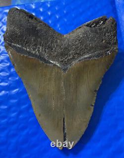 Megalodon Shark Tooth 5.85 Huge Teeth Scuba Diver Direct Fossil