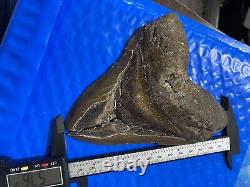 Megalodon Shark Tooth 5.85 Huge Teeth Scuba Diver Direct Fossil