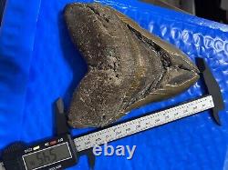 Megalodon Shark Tooth 5.85 Huge Teeth Scuba Diver Direct Fossil