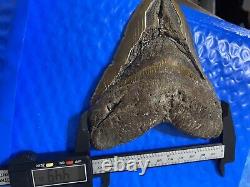 Megalodon Shark Tooth 5.85 Huge Teeth Scuba Diver Direct Fossil