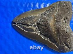 Megalodon Shark Tooth 5.85 Huge Teeth Scuba Diver Direct Fossil