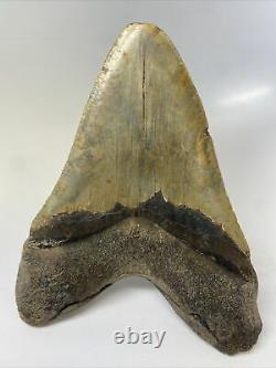Megalodon Shark Tooth 5.85 Massive Natural Fossil Authentic 11638