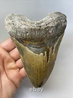 Megalodon Shark Tooth 5.85 Massive Natural Fossil Authentic 11638