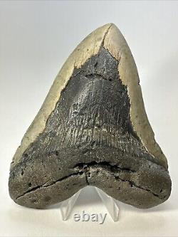 Megalodon Shark Tooth 5.86 Massive Beautiful Fossil Authentic 18946