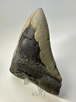 Megalodon Shark Tooth 5.86 Massive Beautiful Fossil Authentic 18946