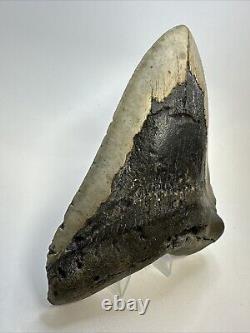 Megalodon Shark Tooth 5.86 Massive Beautiful Fossil Authentic 18946