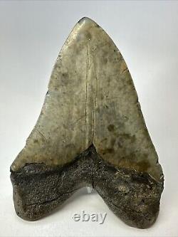 Megalodon Shark Tooth 5.86 Massive Beautiful Fossil Authentic 18946