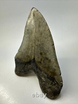 Megalodon Shark Tooth 5.86 Massive Beautiful Fossil Authentic 18946