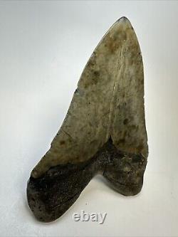 Megalodon Shark Tooth 5.86 Massive Beautiful Fossil Authentic 18946