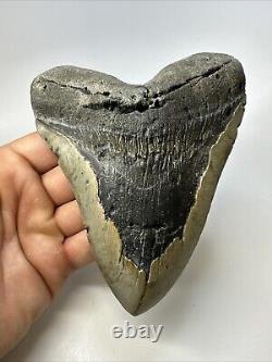 Megalodon Shark Tooth 5.86 Massive Beautiful Fossil Authentic 18946