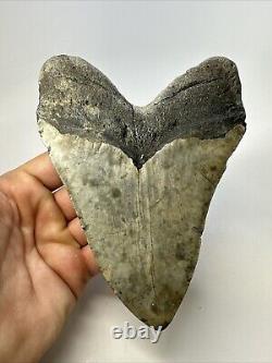 Megalodon Shark Tooth 5.86 Massive Beautiful Fossil Authentic 18946