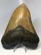 Megalodon Shark Tooth 5.87 Amazing Serrated Perfect Fossil Real 3971