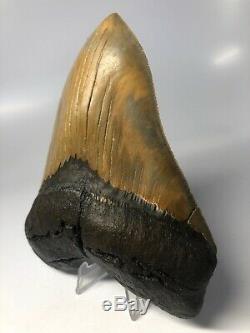 Megalodon Shark Tooth 5.87 Amazing Serrated Perfect Fossil REAL 3971