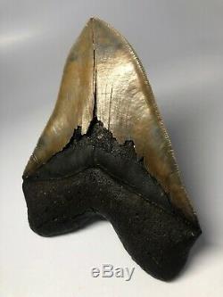 Megalodon Shark Tooth 5.87 Amazing Serrated Perfect Fossil REAL 3971