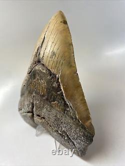 Megalodon Shark Tooth 5.87 Huge Authentic Fossil Natural 14322