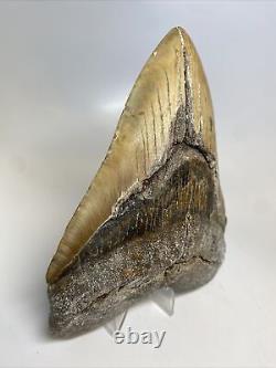 Megalodon Shark Tooth 5.87 Huge Authentic Fossil Natural 14322