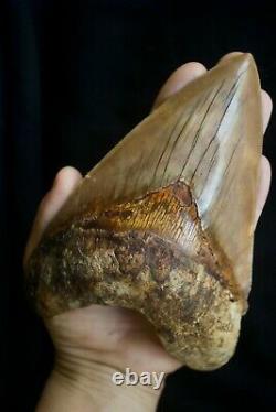 Megalodon Shark Tooth 5,87'' Huge Lower Anterior Indo NO REPAIR NO RESTORATION