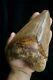 Megalodon Shark Tooth 5,87'' Huge Lower Anterior Indo No Repair No Restoration