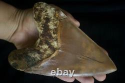 Megalodon Shark Tooth 5,87'' Huge Lower Anterior Indo NO REPAIR NO RESTORATION