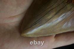 Megalodon Shark Tooth 5,87'' Huge Lower Anterior Indo NO REPAIR NO RESTORATION