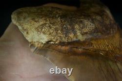 Megalodon Shark Tooth 5,87'' Huge Lower Anterior Indo NO REPAIR NO RESTORATION