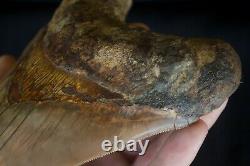 Megalodon Shark Tooth 5,87'' Huge Lower Anterior Indo NO REPAIR NO RESTORATION