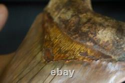 Megalodon Shark Tooth 5,87'' Huge Lower Anterior Indo NO REPAIR NO RESTORATION