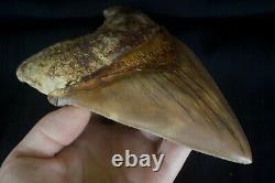 Megalodon Shark Tooth 5,87'' Huge Lower Anterior Indo NO REPAIR NO RESTORATION