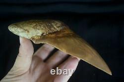 Megalodon Shark Tooth 5,87'' Huge Lower Anterior Indo NO REPAIR NO RESTORATION