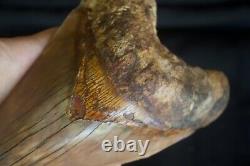 Megalodon Shark Tooth 5,87'' Huge Lower Anterior Indo NO REPAIR NO RESTORATION