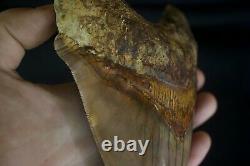 Megalodon Shark Tooth 5,87'' Huge Lower Anterior Indo NO REPAIR NO RESTORATION