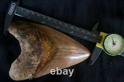 Megalodon Shark Tooth 5,87'' Huge Lower Anterior Indo NO REPAIR NO RESTORATION