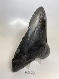Megalodon Shark Tooth 5.87 Huge Natural Fossil Authentic 13750