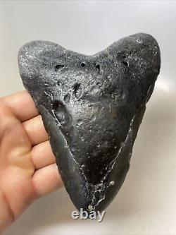 Megalodon Shark Tooth 5.87 Huge Natural Fossil Authentic 13750