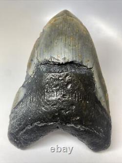 Megalodon Shark Tooth 5.87 Huge Real Fossil Carolina 13494