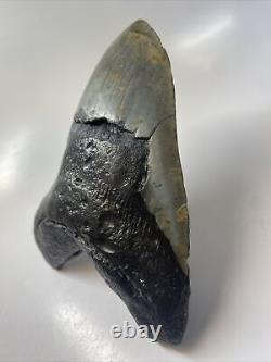 Megalodon Shark Tooth 5.87 Huge Real Fossil Carolina 13494