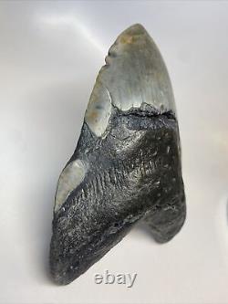 Megalodon Shark Tooth 5.87 Huge Real Fossil Carolina 13494