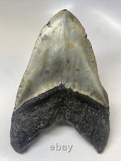 Megalodon Shark Tooth 5.87 Huge Real Fossil Carolina 13494