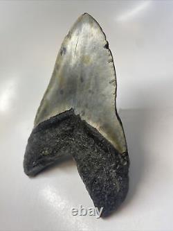 Megalodon Shark Tooth 5.87 Huge Real Fossil Carolina 13494