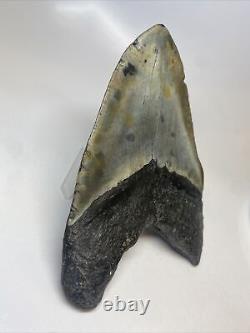 Megalodon Shark Tooth 5.87 Huge Real Fossil Carolina 13494