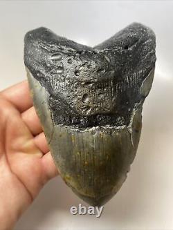 Megalodon Shark Tooth 5.87 Huge Real Fossil Carolina 13494