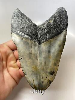 Megalodon Shark Tooth 5.87 Huge Real Fossil Carolina 13494