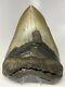 Megalodon Shark Tooth 5.87 Huge Real Fossil No Restoration 5215