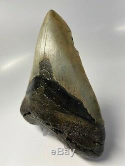 Megalodon Shark Tooth 5.87 Huge Real Fossil No restoration 5215